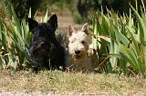 SCOTTISH TERRIER 249